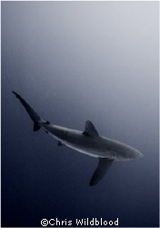 Silky Shark checking me out in the blue.  Cocos 2007. by Chris Wildblood 